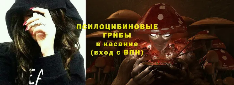 Галлюциногенные грибы Psilocybe  закладка  Нахабино 